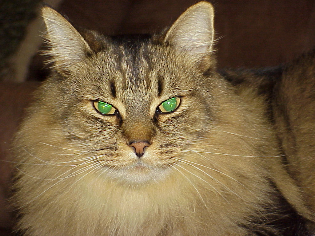 Mr. BIG